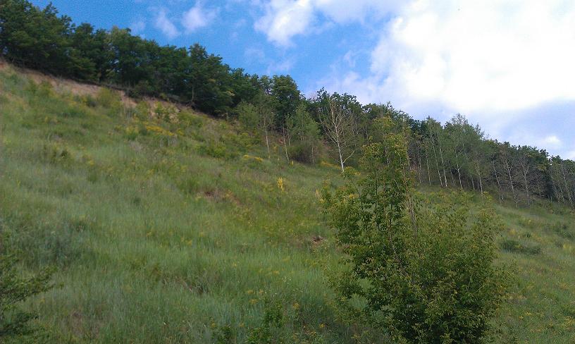 Воронежская обл. - Рамонский р-н - д. Кривоборье - Лысая гора