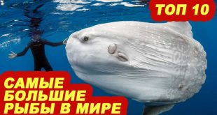 10 самых больших рыб в мире